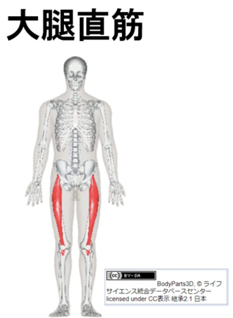 大腿直筋の紹介