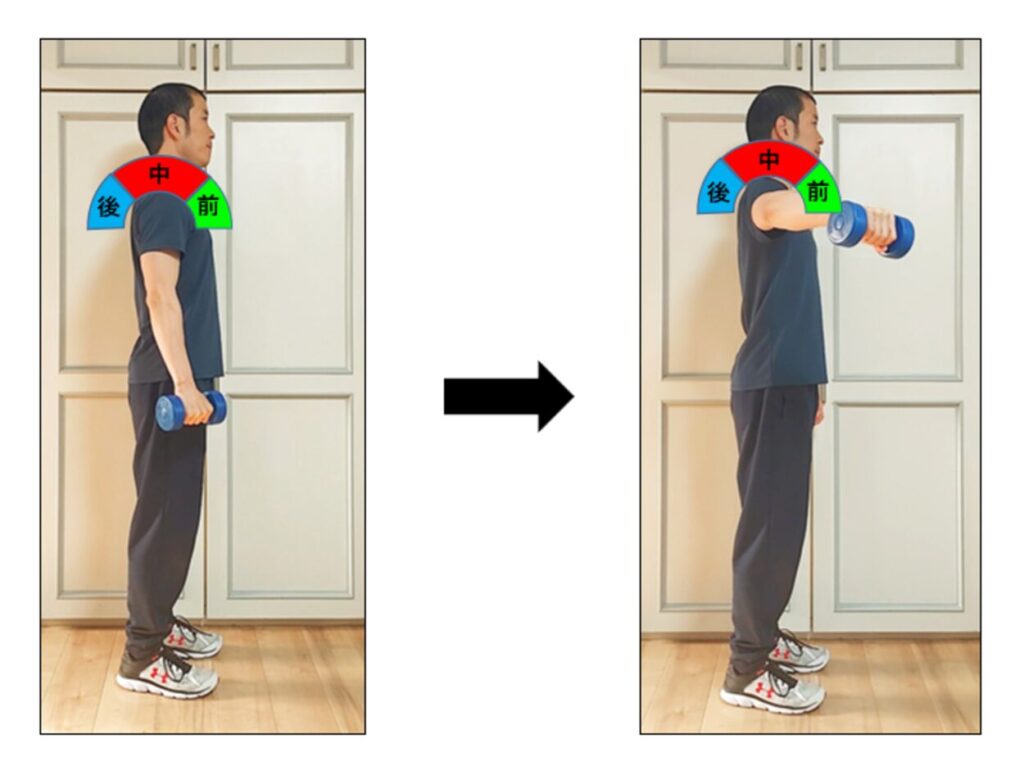 サイドレイズで三角筋の中部が鍛えられる仕組みの説明