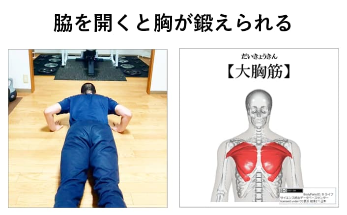 腕立て伏せで脇を開くと胸が鍛えられる