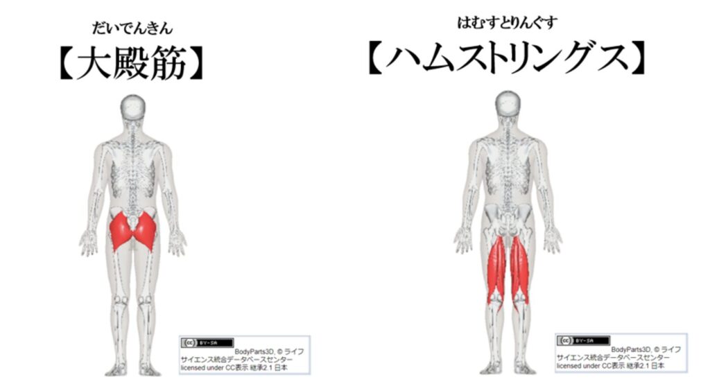 大殿筋とハムストリングスの紹介