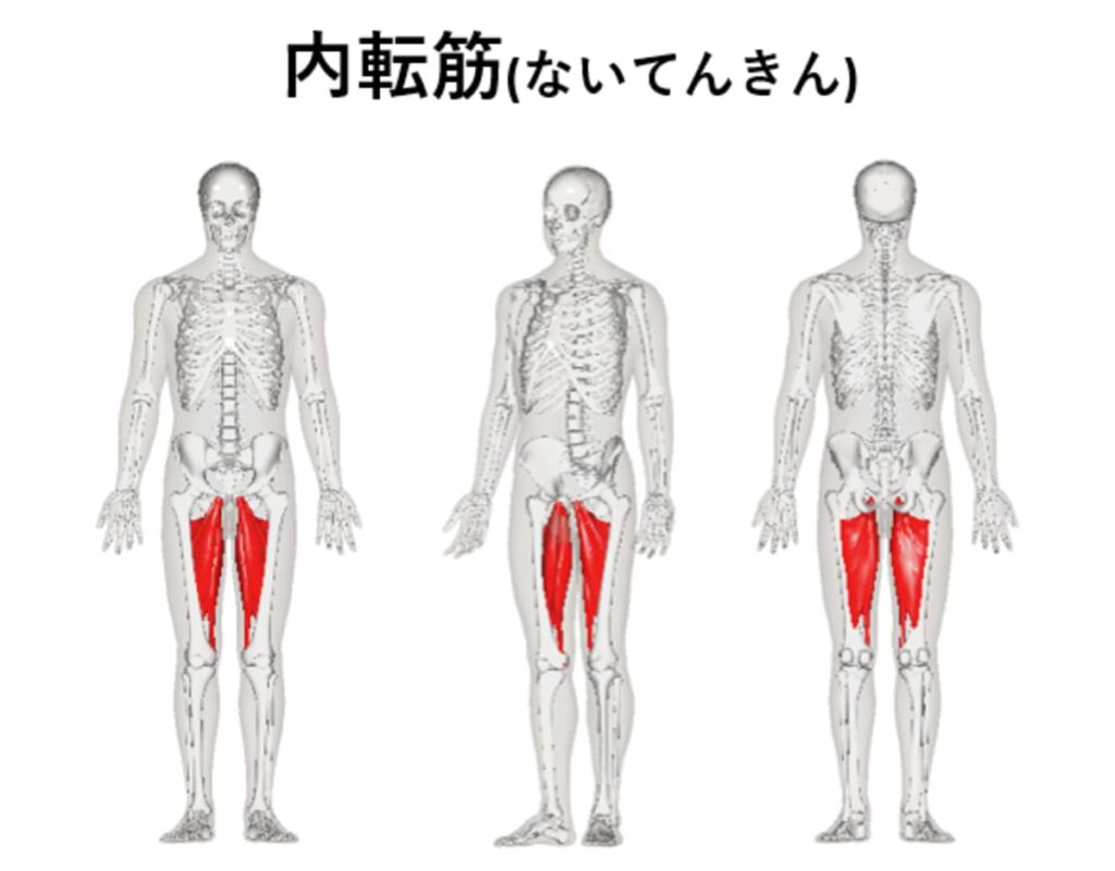 内転筋の紹介