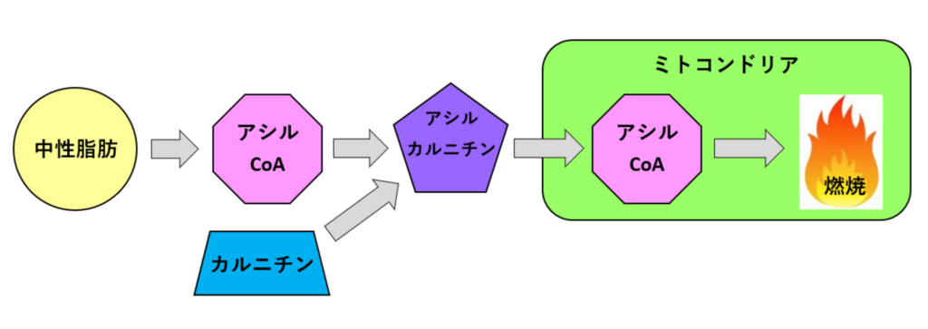 カルニチンが脂肪燃焼に効果的な仕組みの解説