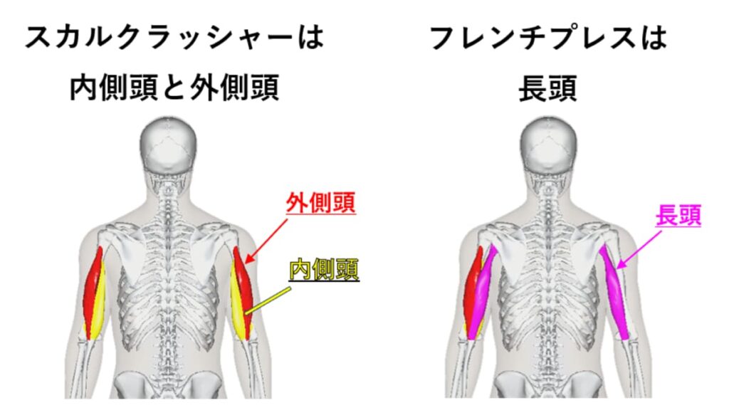 スカルクラッシャーでは上腕三頭筋の内側頭と外側頭、フレンチプレスでは上腕三頭筋の長頭が強く刺激される説明