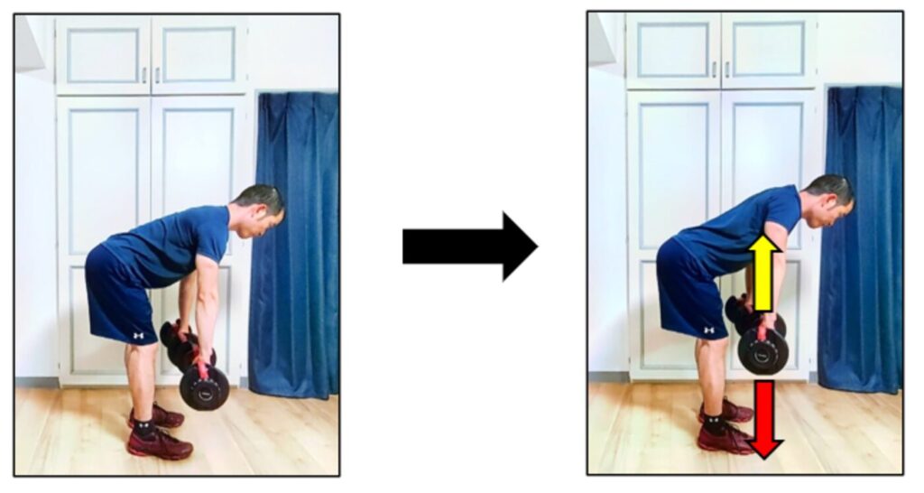 肩甲骨の内転を意識したシュラッグのやり方