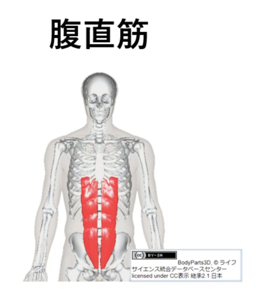 腹直筋の紹介