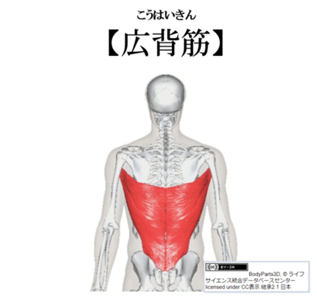 広背筋の紹介