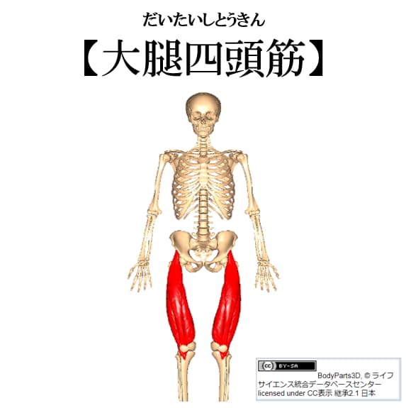 大腿四頭筋の紹介