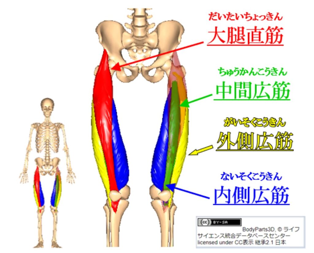 大腿四頭筋と大腿直筋の詳しい説明