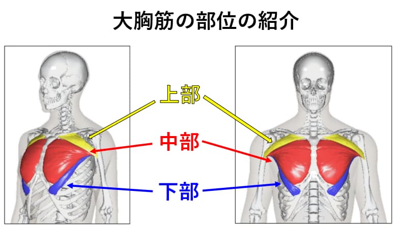 大胸筋の上部、中部、下部の説明