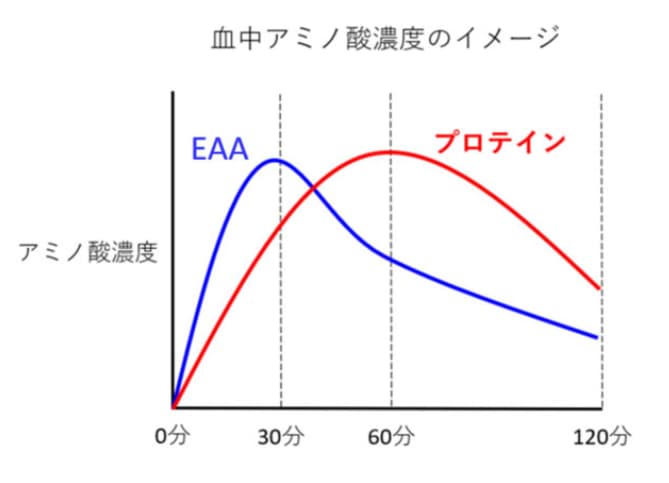 プロテインとEAAの血中アミノ酸濃度のイメージ図
