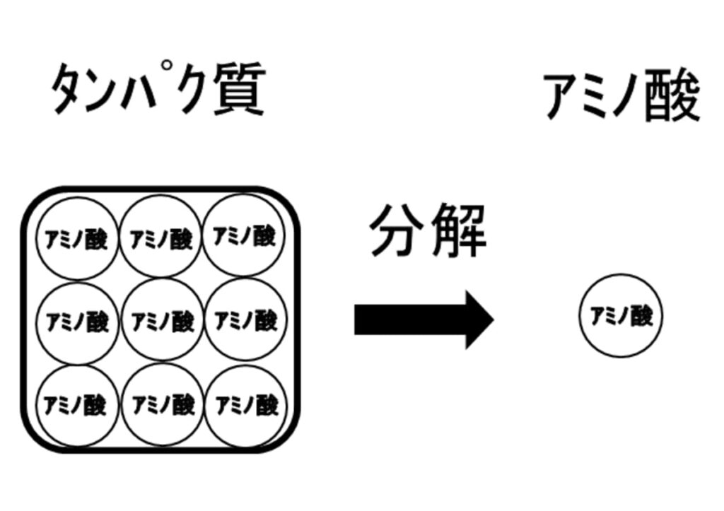 タンパク質とアミノ酸の関係性のイメージ図