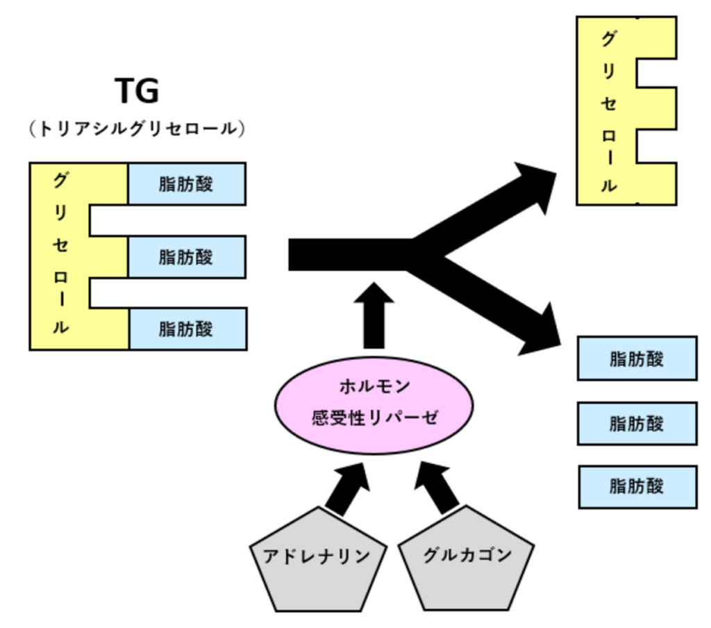 ホルモン感受性リパーゼの働きの説明