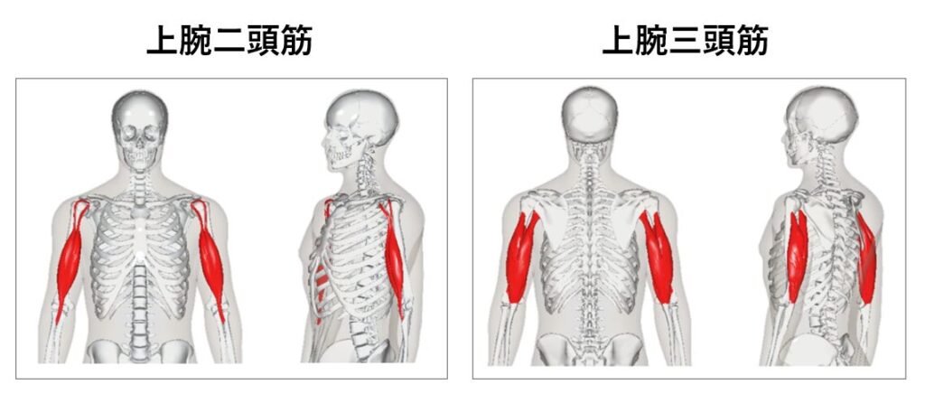 上腕二頭筋と上腕三頭筋の紹介