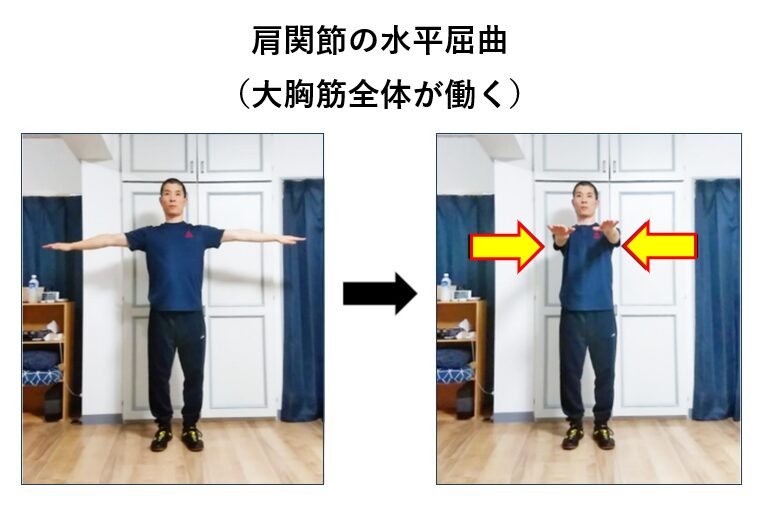 肩関節の水平屈曲の説明