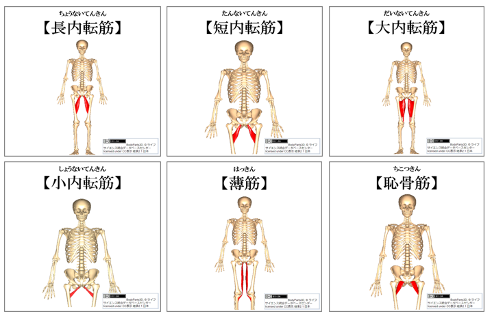 内転筋群の紹介