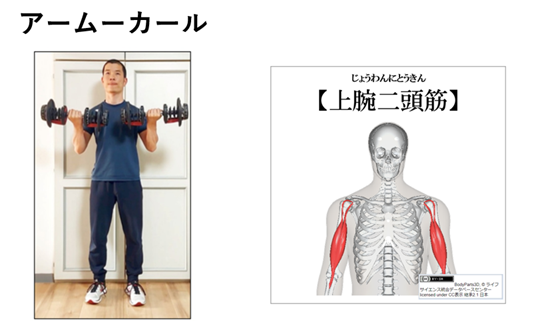 アームカールと上腕二頭筋