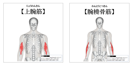 上腕筋と腕橈骨筋の紹介
