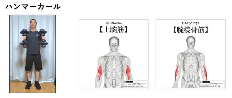 ハンマーカールと上腕筋と腕橈骨筋